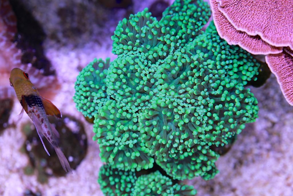 Torch Coral