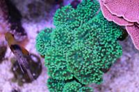 Torch Coral Thumbnail