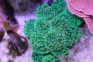 Torch Coral