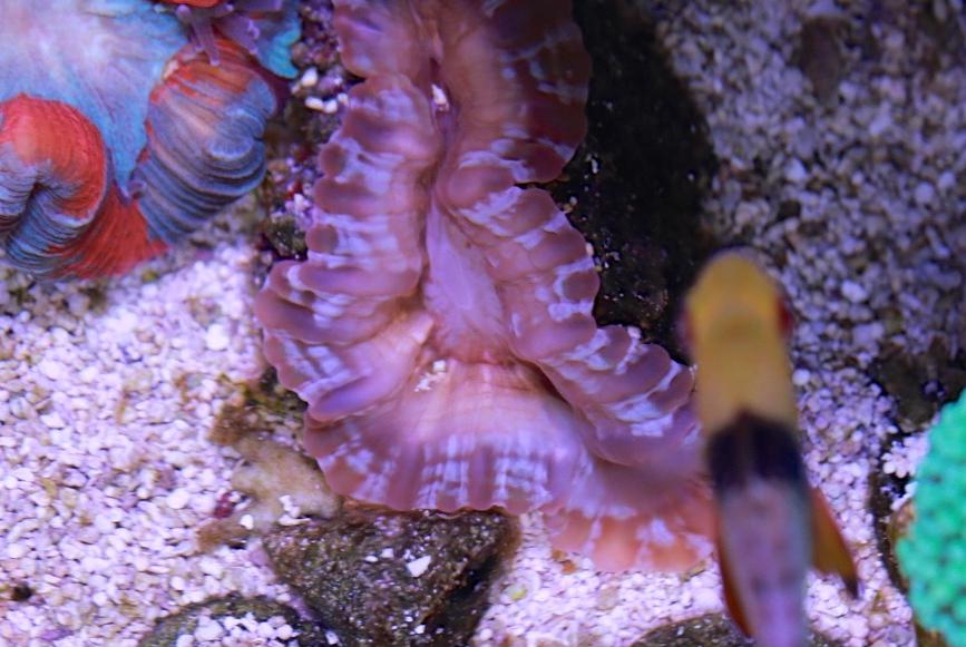 Button Coral, Cynarina