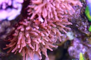 Rose Bubble Tip Anemone Thumbnail