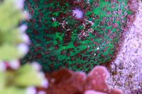 Mushroom Coral Thumbnail