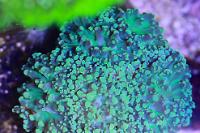 Frogspawn Thumbnail