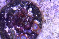 Fire and Ice Zoanthid Thumbnail