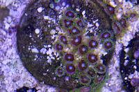 Unknown Zoa