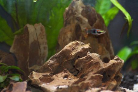 Endler's Guppy Thumbnail