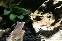 Anubias Nana Petite Thumbnail