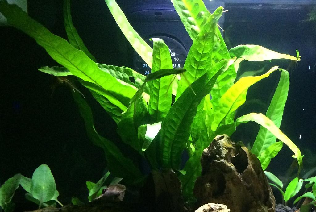 Java Fern