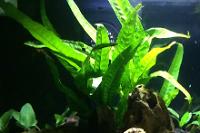 Java Fern Thumbnail