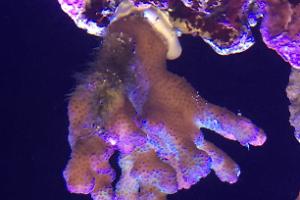 Stylophora Coral Thumbnail