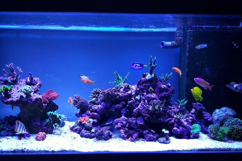 90g mixed reef Thumbnail