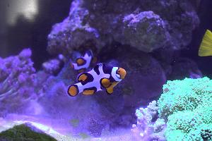 Picasso Clownfish Thumbnail