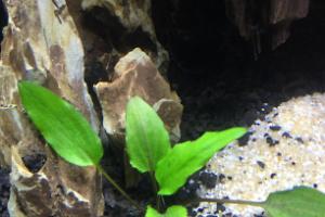 Cryptocoryne wendtii Thumbnail