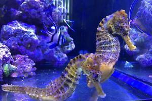 20g Reefer Sea Horse Tank Thumbnail