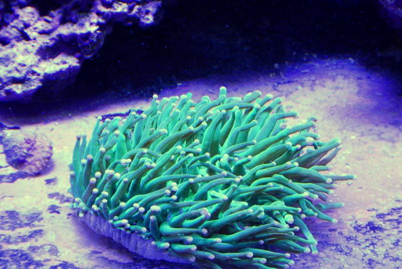 Plate Coral, Long Tentacle