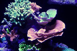 Red Plating Montipora