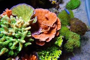 Green Encrusting Montipora with Black Polyps