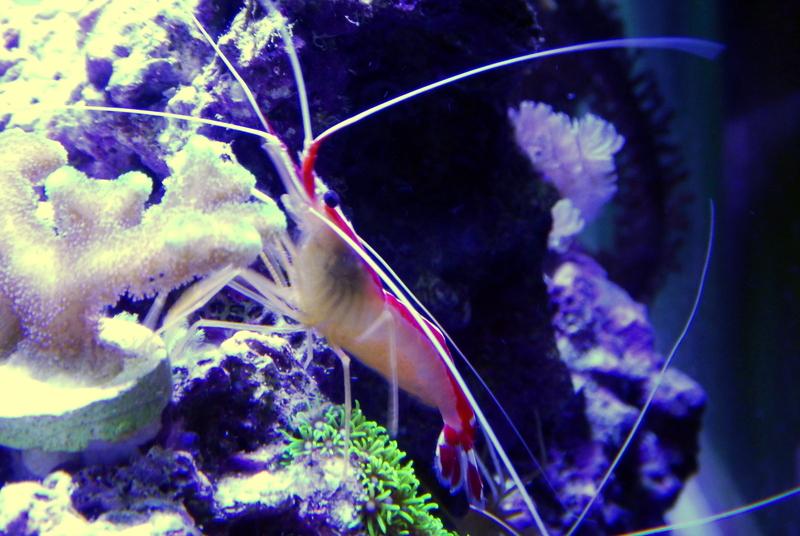 Red Line Cleaner Shrimp