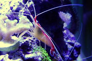 Red Line Cleaner Shrimp Thumbnail