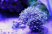 Torch Coral Thumbnail