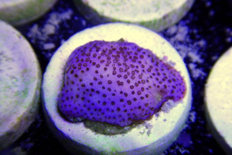 Jason Fox Purple Haze Montipora