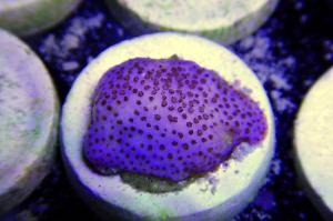 Jason Fox Purple Haze Montipora