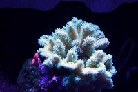 Hydnophora Coral Thumbnail