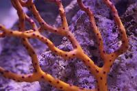 Yellow Finger Coral and Palm Tree Polyps Thumbnail