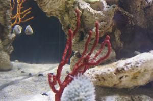 Red Finger Gorgonian Thumbnail