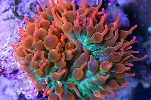 Bulb Anemone Thumbnail