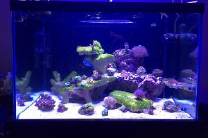 97 Gallon Reef Thumbnail