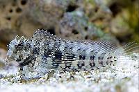 Lawnmower Blenny Thumbnail