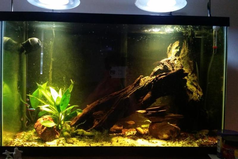 My Aquarium 29Gallon Thumbnail