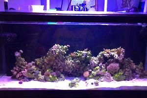 My Reef Thumbnail