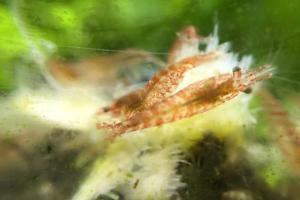 Red Cherry Shrimp Thumbnail