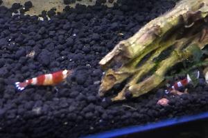 Red Crystal Shrimp Thumbnail