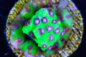 Cyphastrea Thumbnail