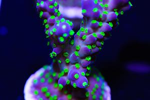 Purple Garf Bonsia Coral Thumbnail