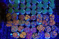 Acan Brain Coral Thumbnail