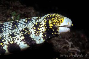 Snowflake Eel Thumbnail