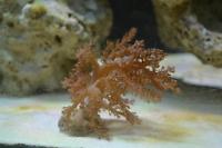 Kenya Tree Coral Thumbnail