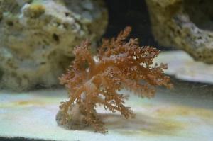 Kenya Tree Coral