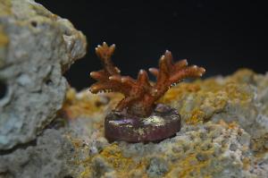 Birdsnest Coral - Pink Thumbnail