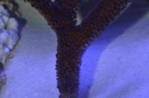 Stylophora Coral Thumbnail