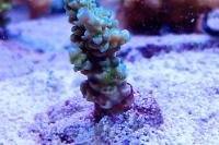 Acropora tenuis Thumbnail