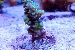 Acropora tenuis