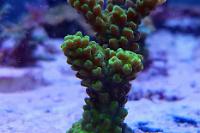 Acropora Thumbnail