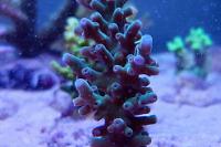 Acropora Thumbnail