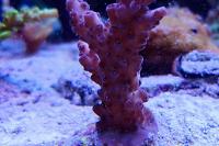 Acropora Thumbnail