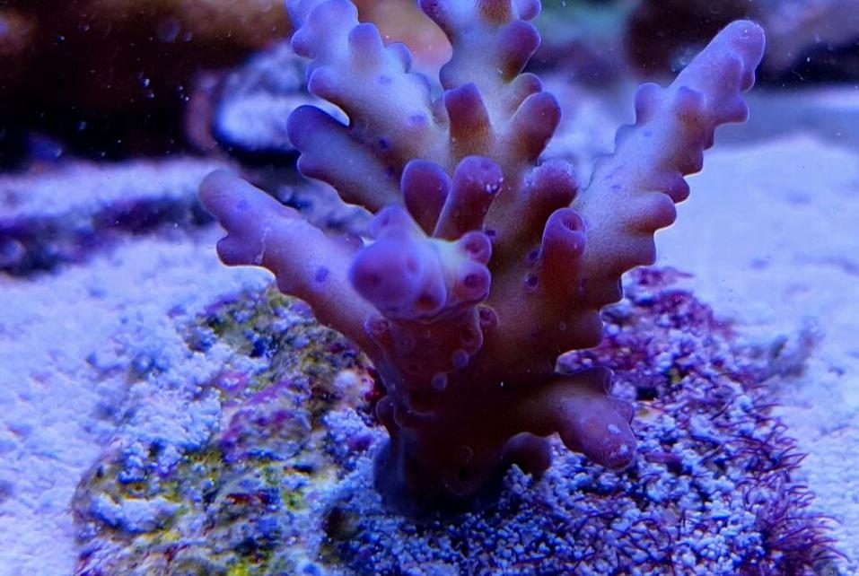 Acropora